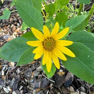 Meet your Posher, Dylan